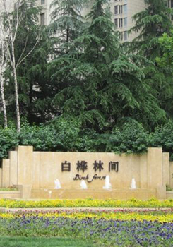 白桦林间